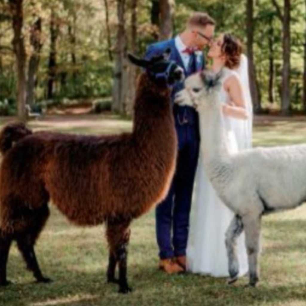 Alpakas auf Hochzeiten