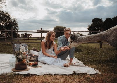 Picknick mit Alpakas auf der Wiese: Ein unvergessliches Erlebnis
