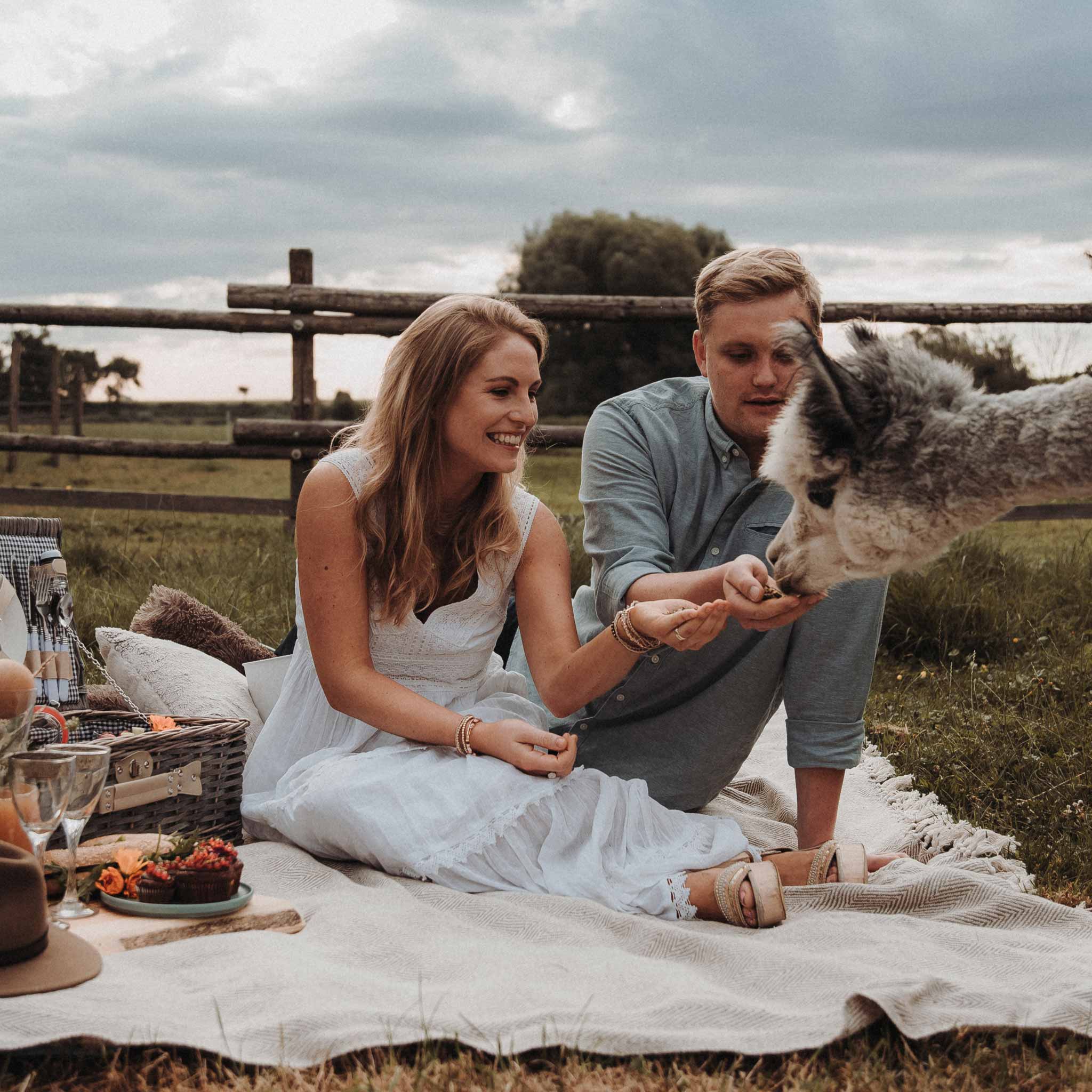 Picknick mit Alpakas auf der Wiese: Ein unvergessliches Erlebnis