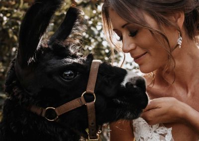 Hochzeit Fotoshooting mit Alpakas