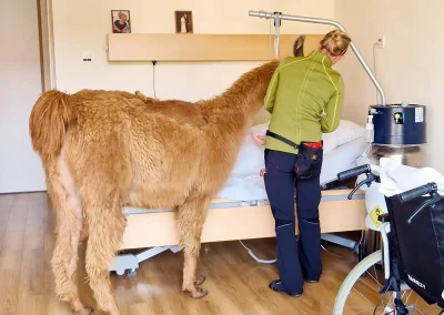Schon etwas Besonderes: Ein Alpaka am Krankenbett beruhigt zweifelsohne